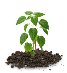 Young pepper seedling growing in soil