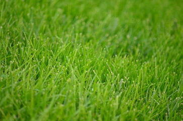 green grass background