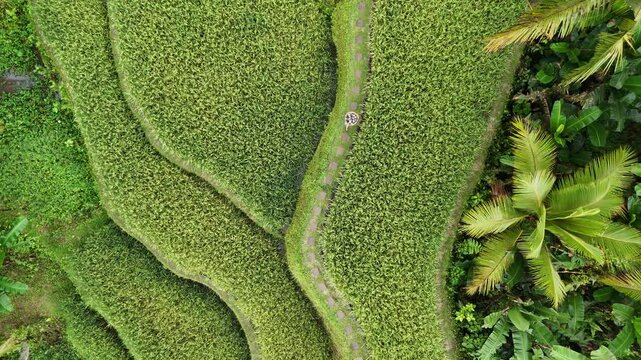 Drone footage of Ceking Rice Terrace in Indonesia with  lush green vegetation and jungle