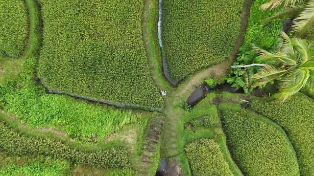 Drone footage of man walking through Ceking Rice Terrace in Indonesia with lush green vegetation