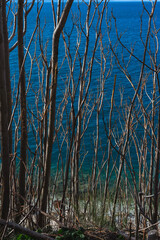 View of the sea through the branches, the Mediterranean Sea