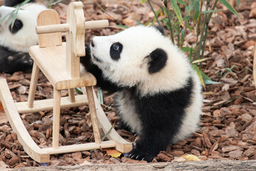 Close up Lovely baby panda, Chengdu , China