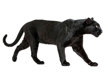 Fototapeta premium black leopard isolated on transparent background