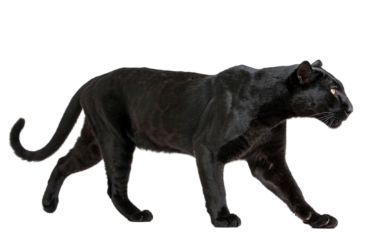 black leopard isolated on transparent background