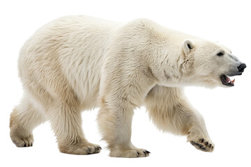 Polar bear isolated on transparent background