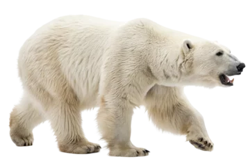 Verduisterende gordijnen Polar bear isolated on transparent background © mamo studios
