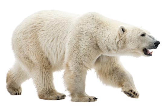 Polar bear isolated on transparent background