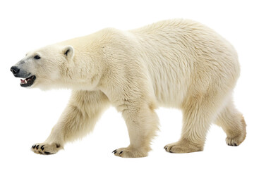 Polar bear isolated on transparent background
