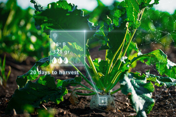 Sugar beet field with AI monitoring in smart farm field, Farm agriculture AI technology