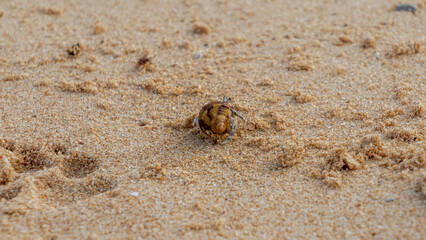 Hermit Crab