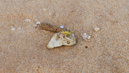 Hermit Crab