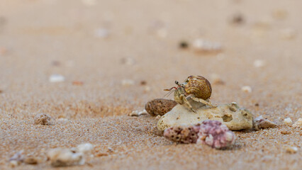Hermit Crab