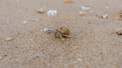 Hermit Crab
