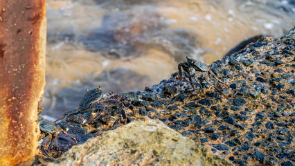 Grapsus albolineatus Crab on a Rock