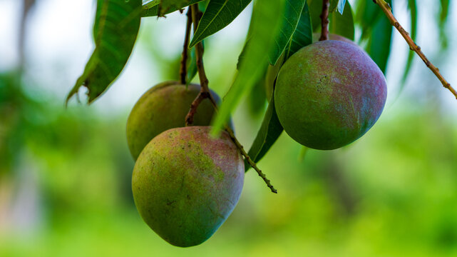 vilad mango fruit. fresh mango fruit