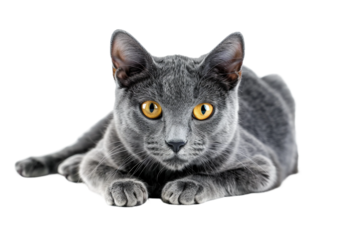 Regal Russian Blue Cat Profile Isolated on Transparent Background