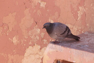 Gray pigeon sitting on a building