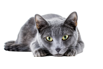 Sleek Russian Blue Cat Sitting Gracefully Isolated on Transparent Background