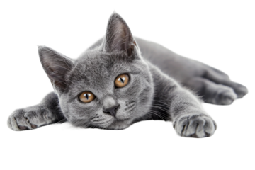 Majestic Russian Blue Cat Staring Isolated on Transparent Background