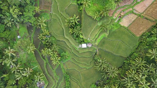 Drone footage of Ceking Rice Terrace in Indonesia with  lush green vegetation and jungle