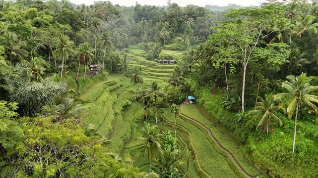 Drone footage of Ceking Rice Terrace in Indonesia with  lush green vegetation and jungle