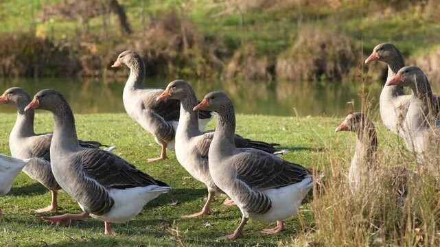 Domestic geese walking on green grass by a riverside on a sunny day