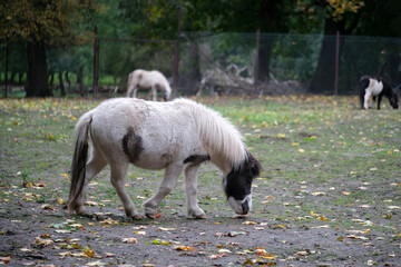A small pony with a white coat and light brown patches stands quietly in a grassy area covered with fallen autumn leaves. The setting gives a serene and peaceful vibe.