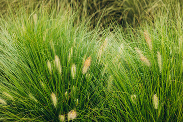 Dry autumn grasses with spikelets close-up. The natural green background. Selective focus. Landscaping, beautiful flowerbeds in an urban environment.