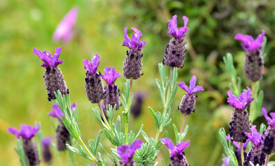 peaceful flowers and natural environment in nature