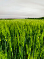 green spring wheat field
