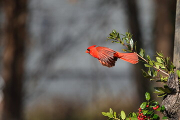 Red bird male northern cardinal inflight against blurry background. 