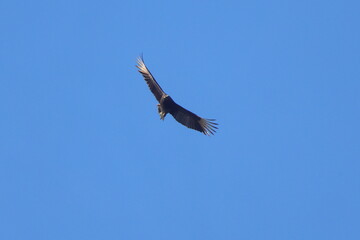 Large black turkey vulture bird soaring inflight against blue sky. 