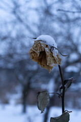 A withered rose is covered in snow, showcasing the delicate contrast between the vibrant flower and the cold, wintry landscape. This close-up captures the fleeting beauty of nature in winter.