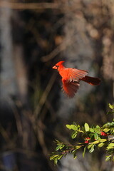 Red bird male northern cardinal inflight against blurry background. 