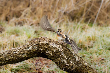 Bergfinken (Fringilla montifringilla) am Futterplatz