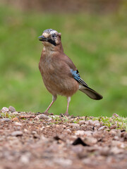 Eurasian jay, Garrulus glandarius