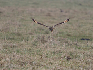 Short-eared owl, Asio flammeus