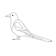 Vector flat hand drawn outline magpie bird isolated on white background