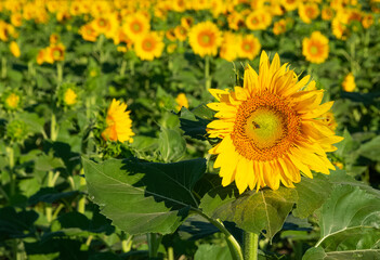 Obraz premium yellow flowers, agricultural products. photos of sunflowers.