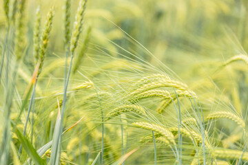Green barley field growing in spring