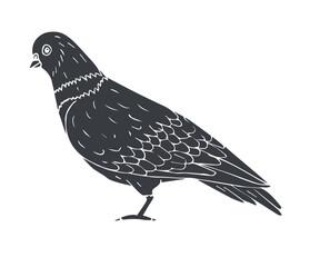 Vector hand drawn sketch doodle pigeon isolated on white background