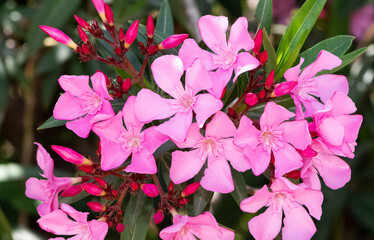 macro photos of various oleander flowers