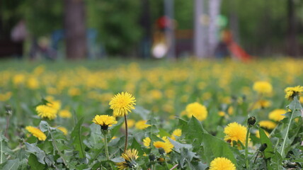 Obraz premium flowers in a field