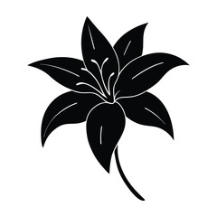 lily flower isolated on white