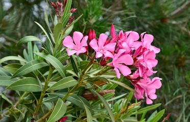 Fototapeta premium macro photos of various oleander flowers