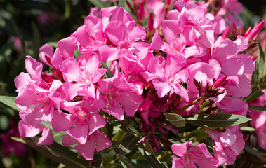macro photos of various oleander flowers