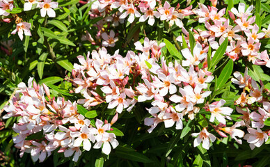 macro photos of various oleander flowers