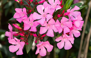 macro photos of various oleander flowers