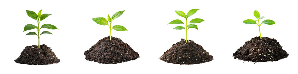 Fototapeta premium Four small green plants growing from soil mounds, showcasing stages of growth and vitality.