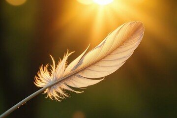 Naklejka premium A single feather radiates a gentle warm light, soft focus, warm sunbeam